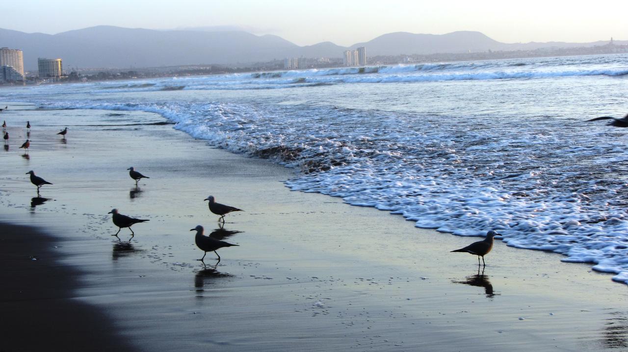 Cosmopolita La Serena